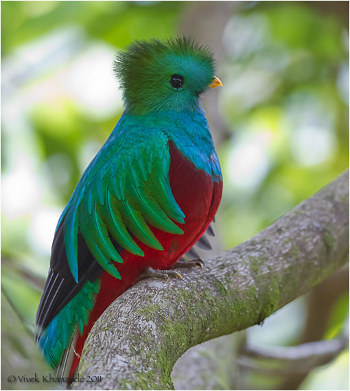 El Quetzal Pharomachrus LaReserva