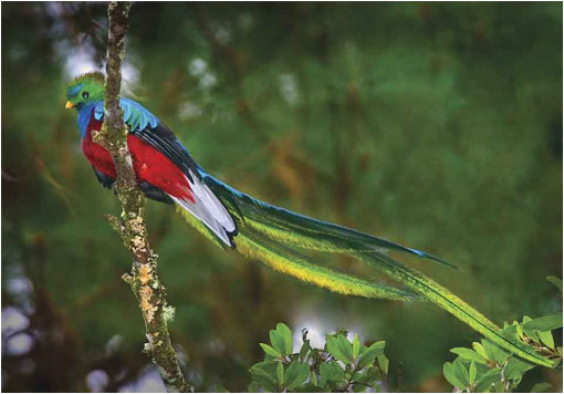 El Quetzal Pharomachrus LaReserva