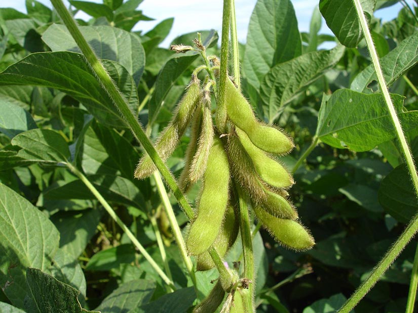 semillas de soja verdes