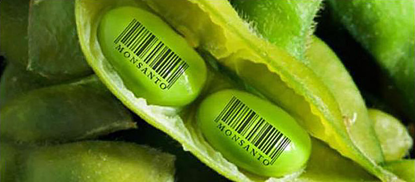 semilla soja monsanto