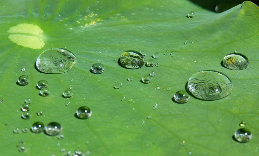 hoja de loto, impermeable