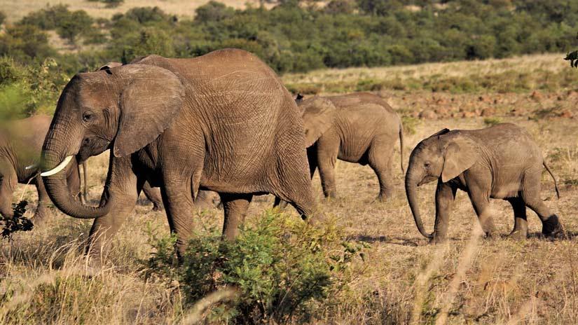 Los senderos de los elefantes pueden abrir el camino hacia mejores enfoques  de conservación | LaReserva.com