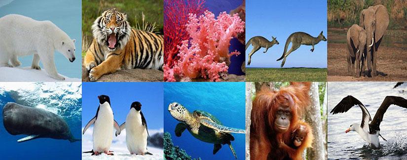 Resultado de imagen para animales en peligro de extincion