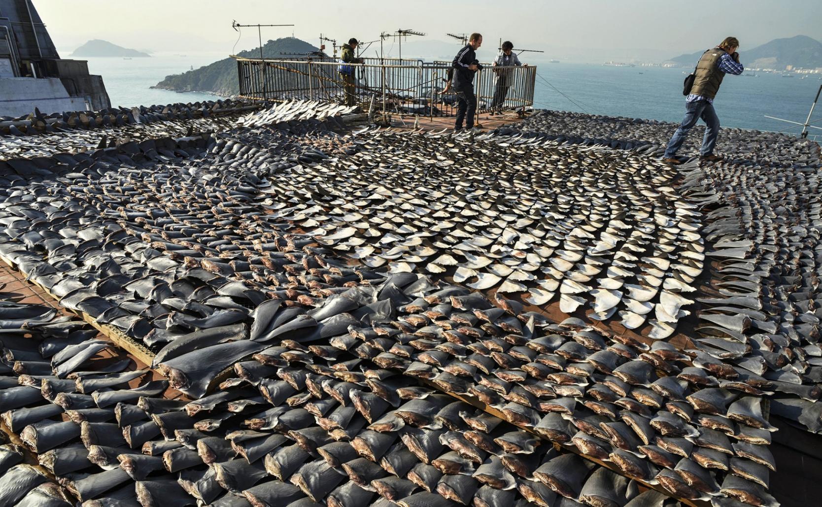 líquido Empuje Clavijas España es el mayor proveedor europeo de aletas de tiburón | LaReserva.com